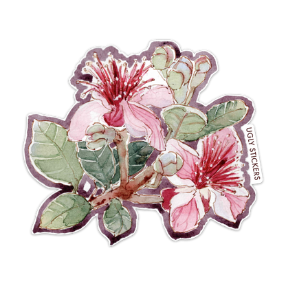 Feijoa Flower