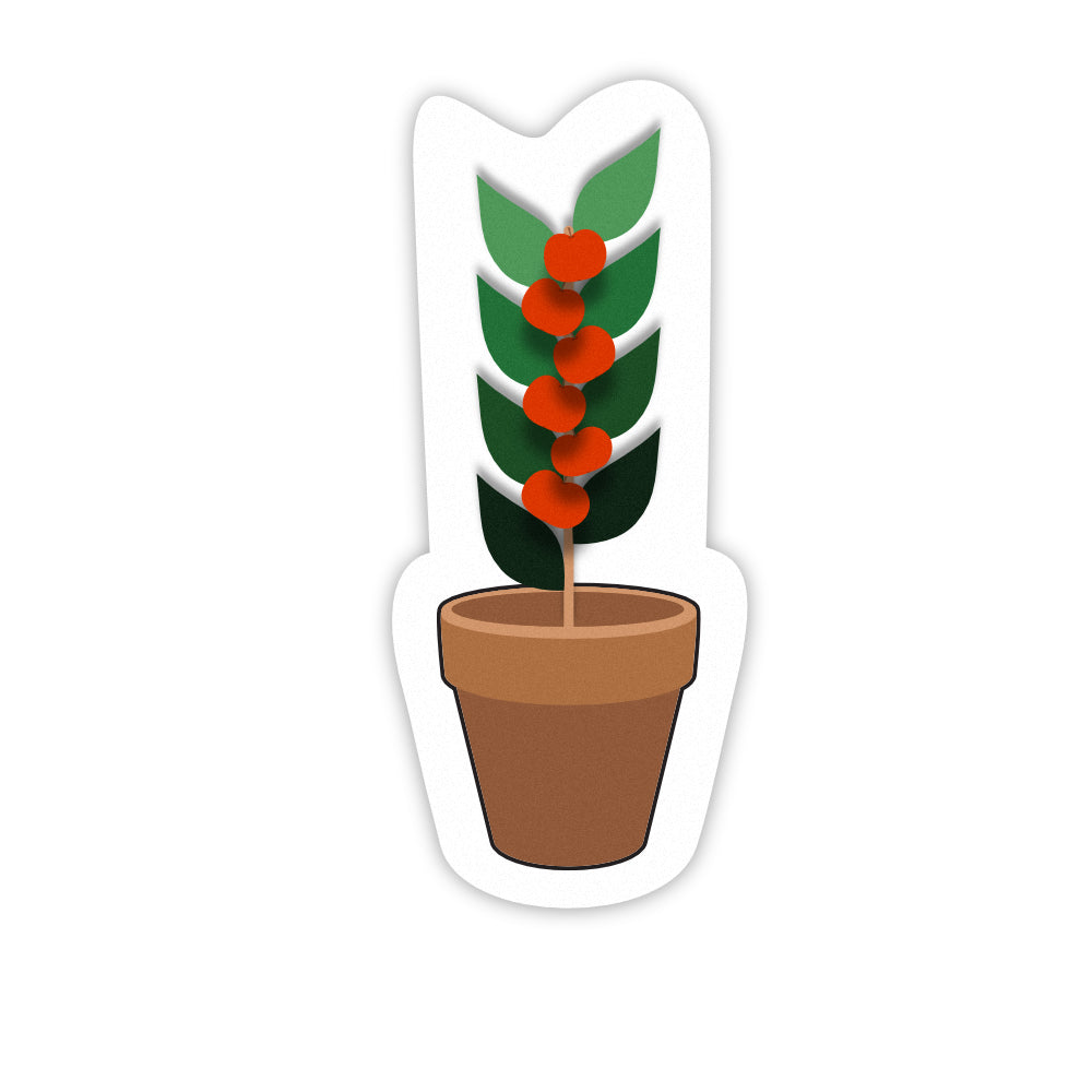 Pot Plant Fruiting