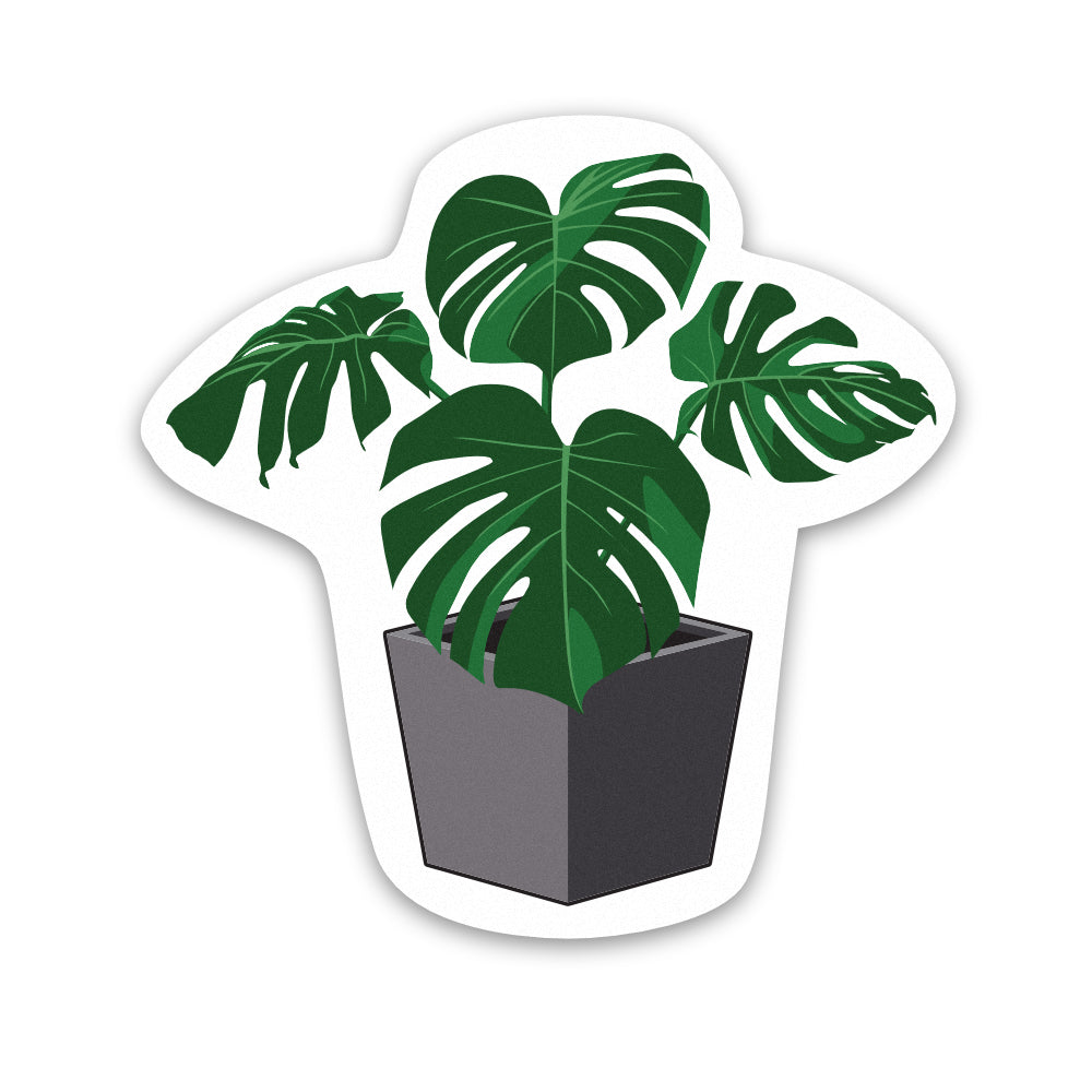 Pot Plant Monstera