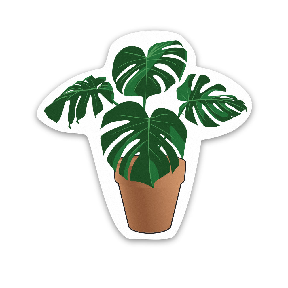 Pot Plant Monstera