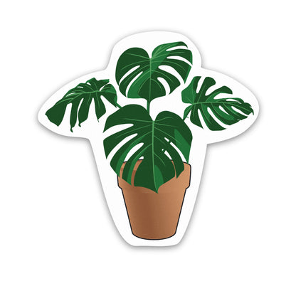 Pot Plant Monstera