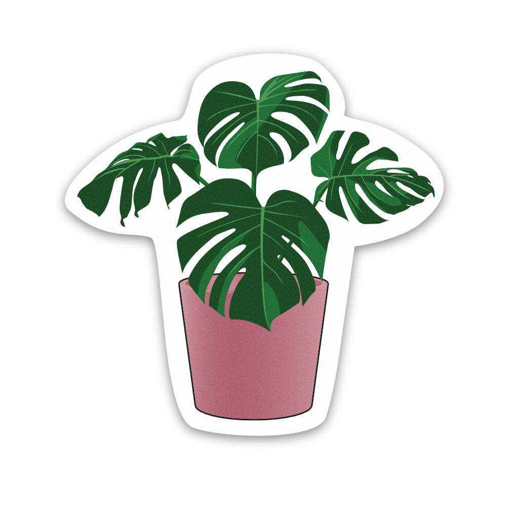Pot Plant Monstera