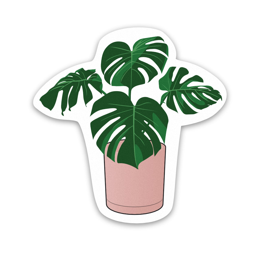 Pot Plant Monstera