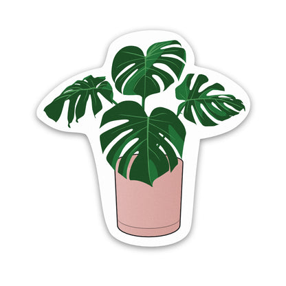 Pot Plant Monstera