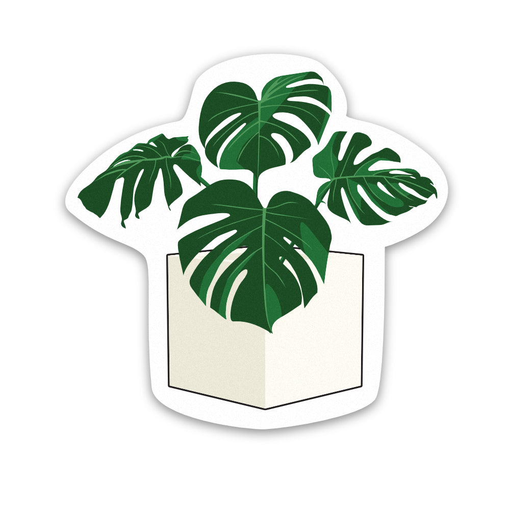 Pot Plant Monstera