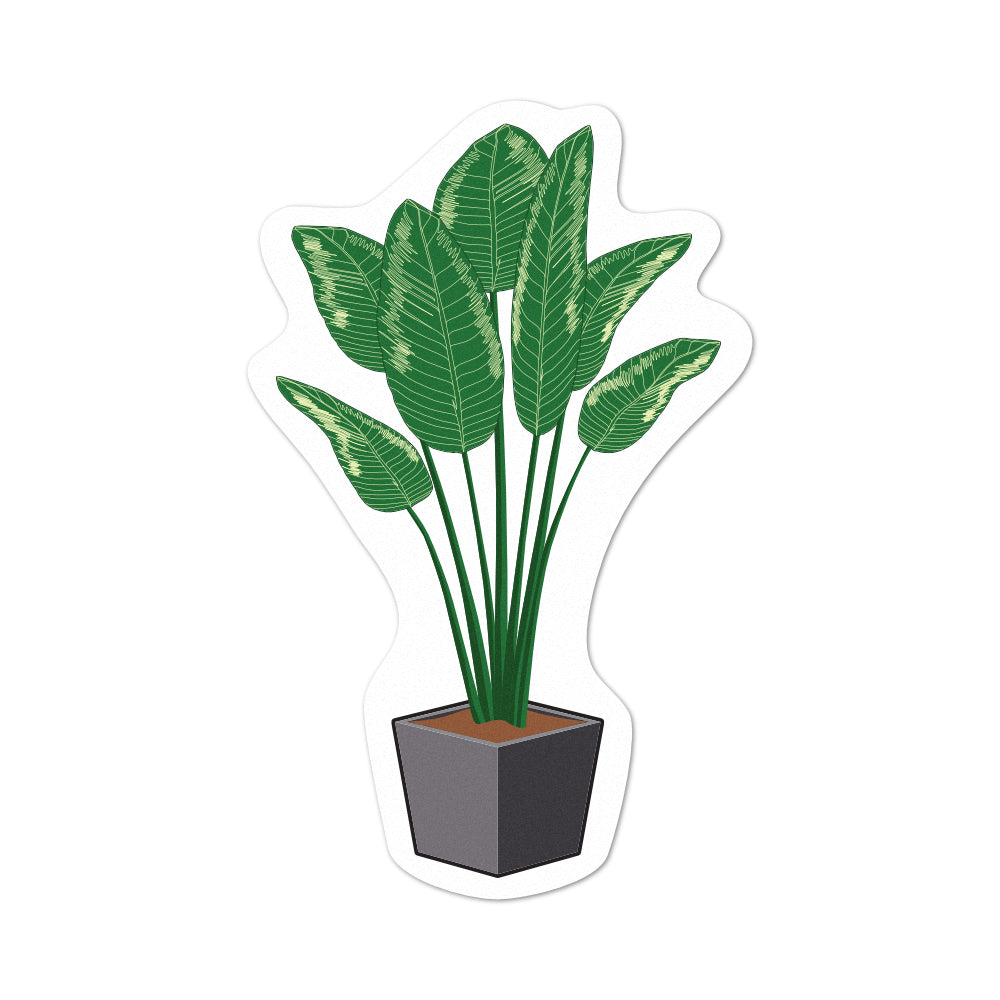 Pot Plant Palm