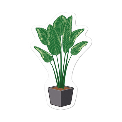 Pot Plant Palm