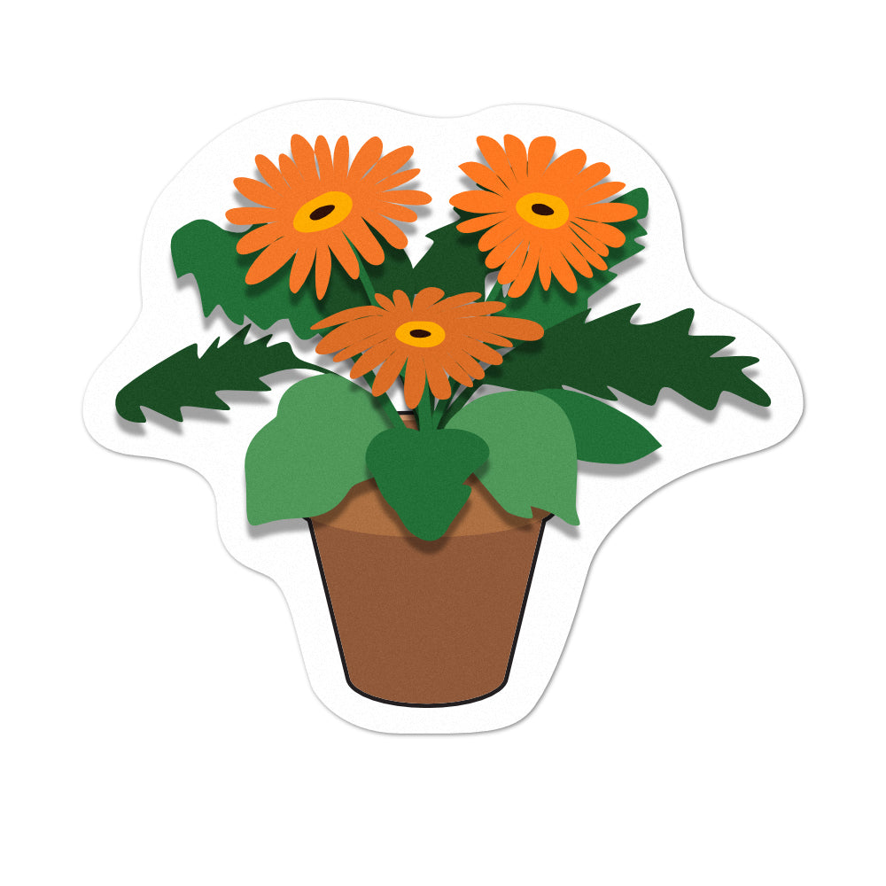Pot Plant Pansies