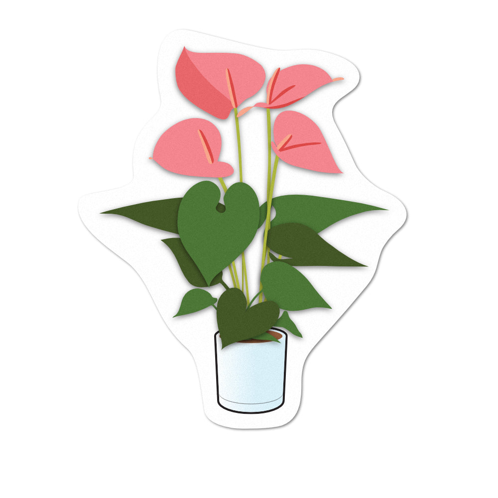 Pot Plant Pink Anturium