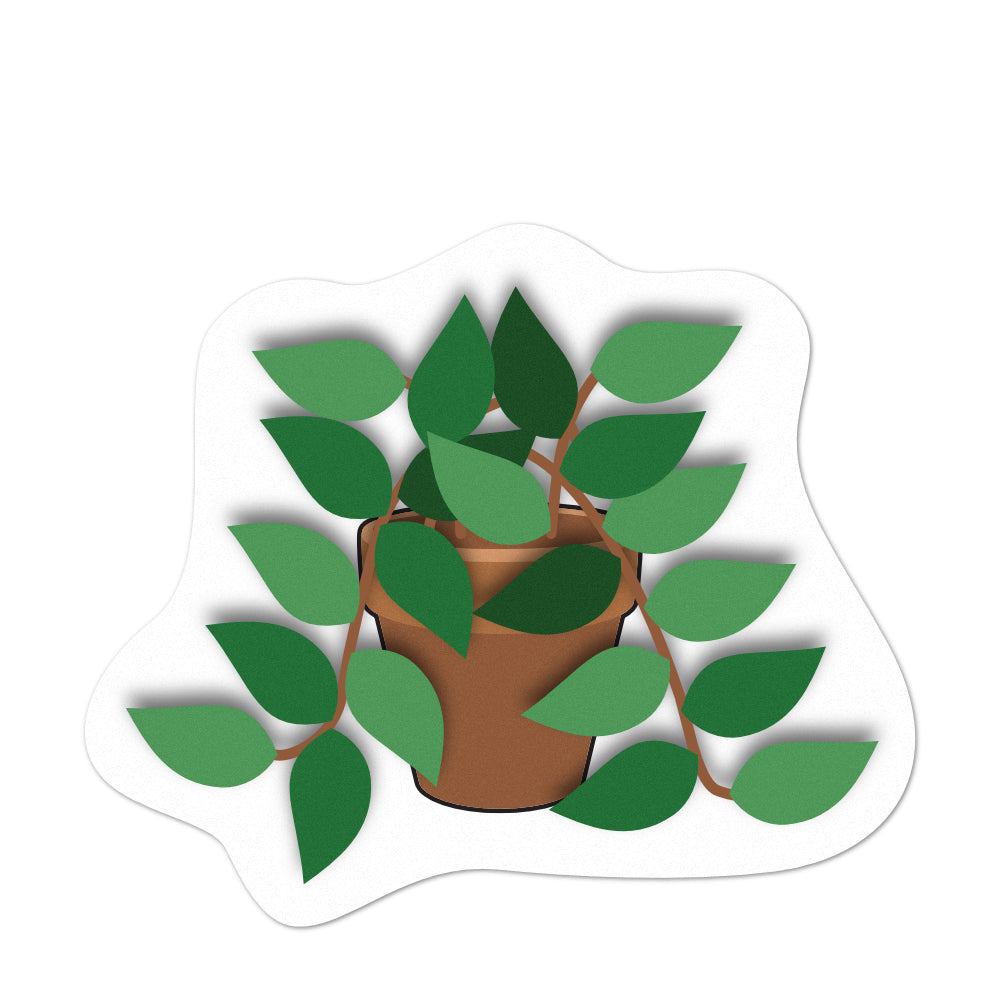 Pot Plant Pothos