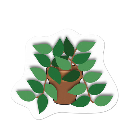 Pot Plant Pothos