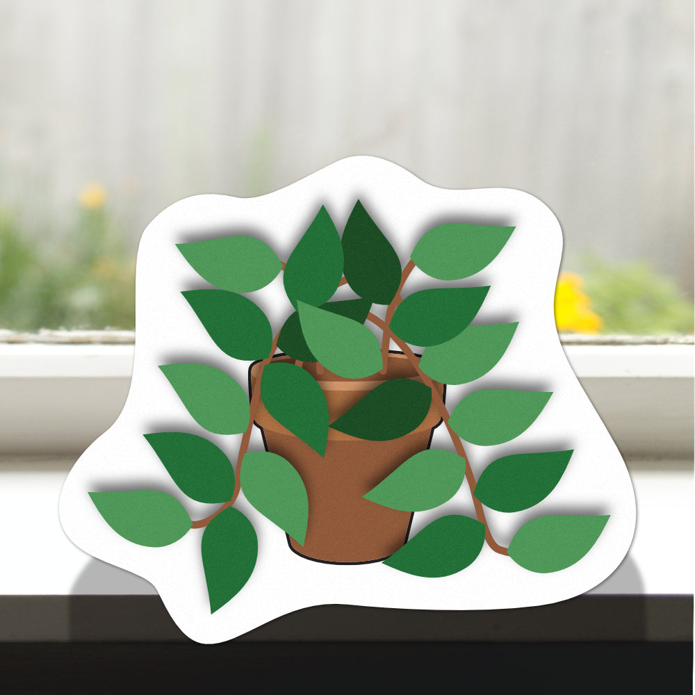 Pot Plant Pothos