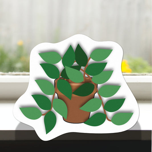 Pot Plant Pothos