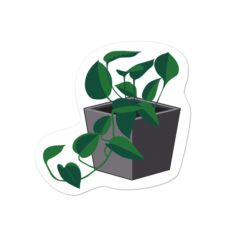 Pot Plant Pothos