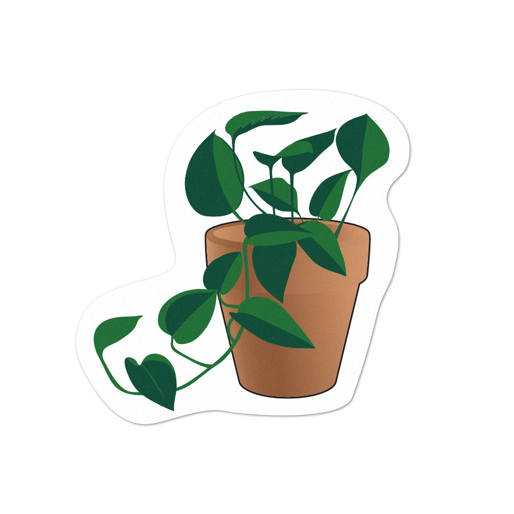 Pot Plant Pothos