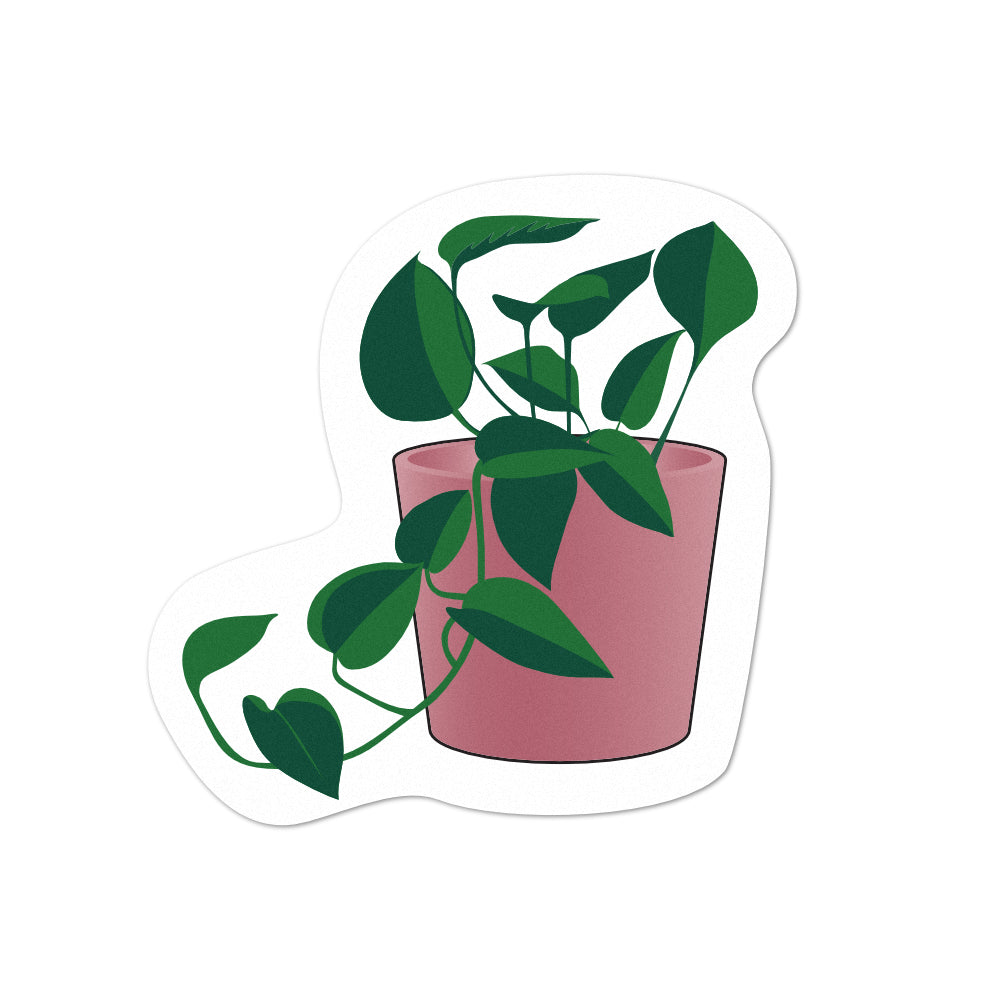 Pot Plant Pothos