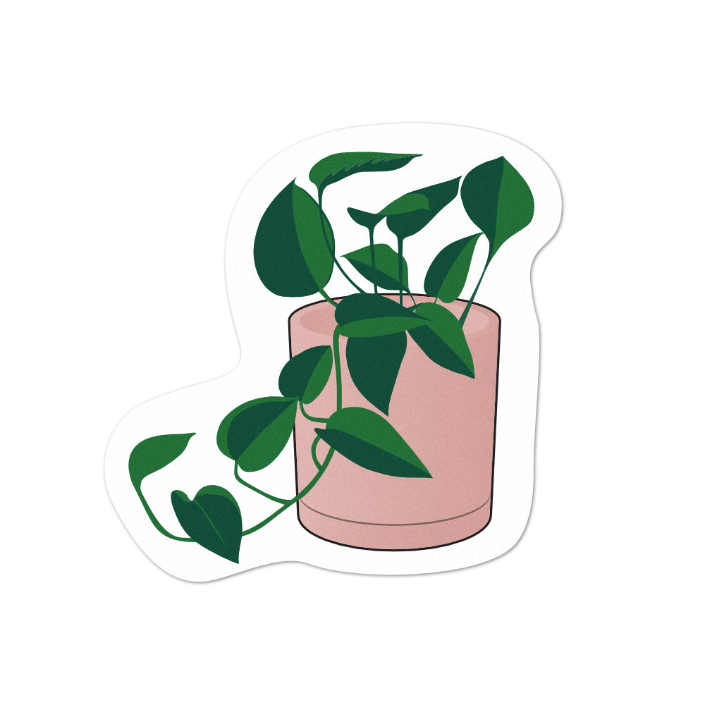 Pot Plant Pothos