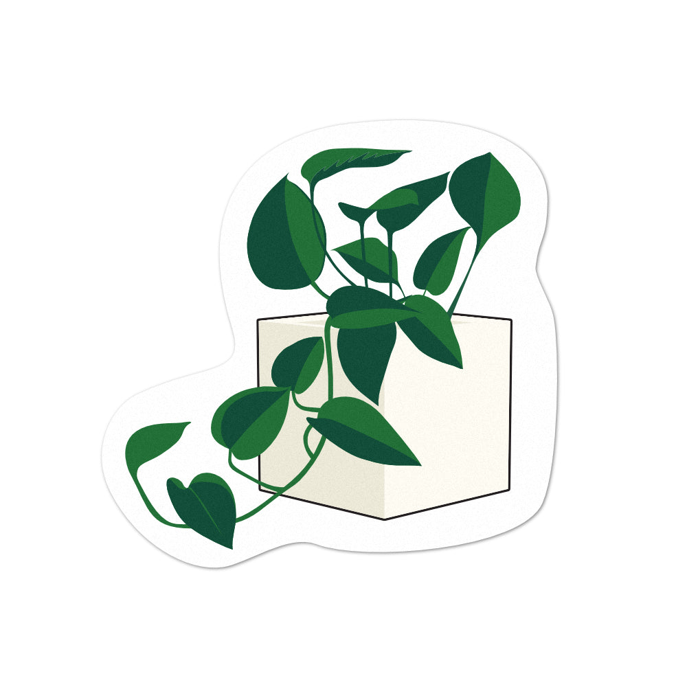 Pot Plant Pothos