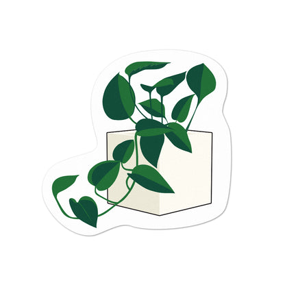 Pot Plant Pothos