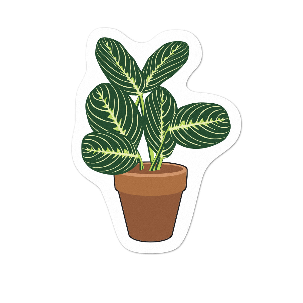 Pot Plant Prayer Plant