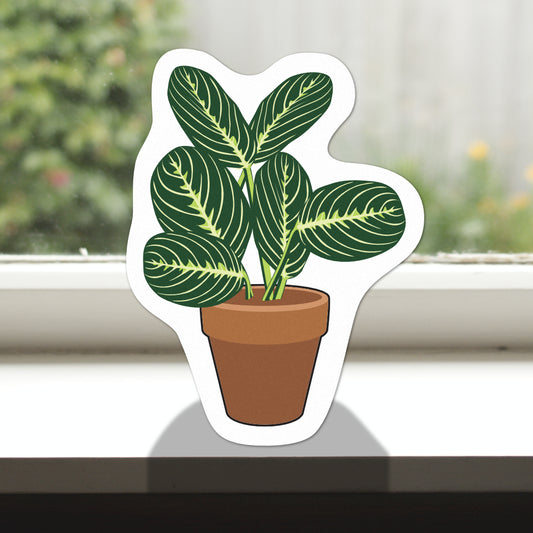 Pot Plant Prayer Plant