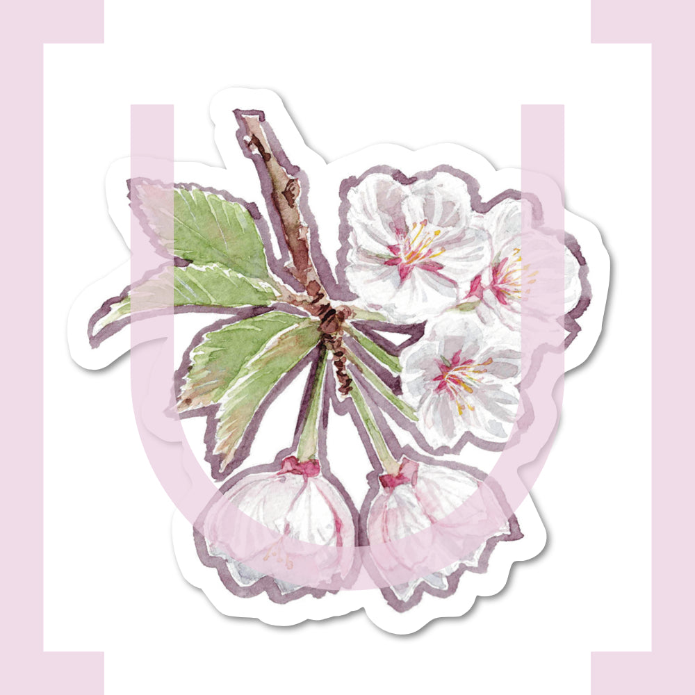 Sakura