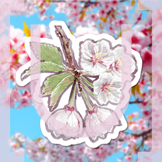 Sakura